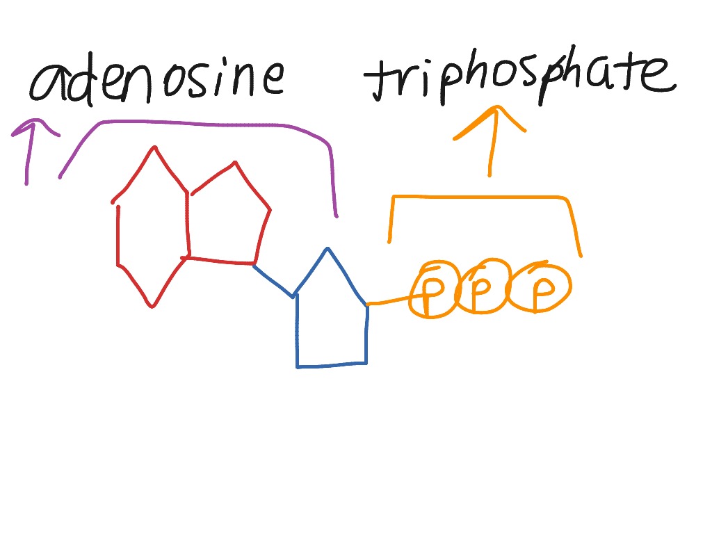 Biology Chapter 7 ATP structure Science ShowMe