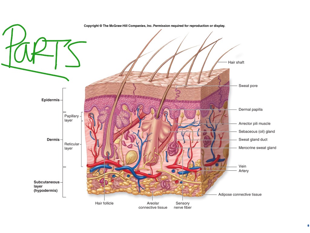 Topic - Sports Medicine | ShowMe Online Learning