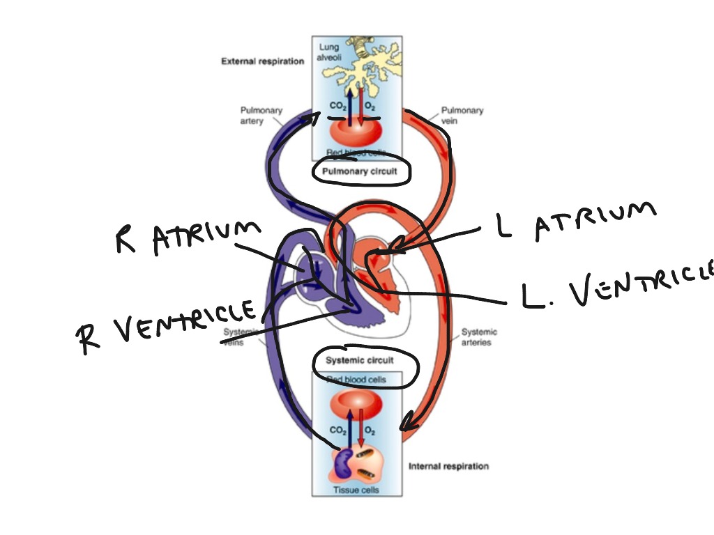 Pulmonary and Systemic Circulation | Anatomy & Physiology | ShowMe