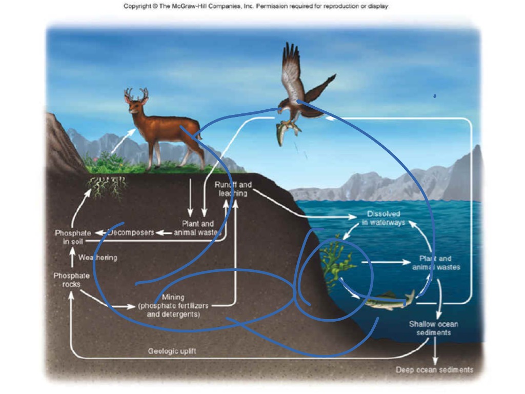 Циклы в природе и жизни человека. Phosphorus Cycle in Ocean. Phosphorus Cycle in nature. Natural Cycles. Фосфорус животным.