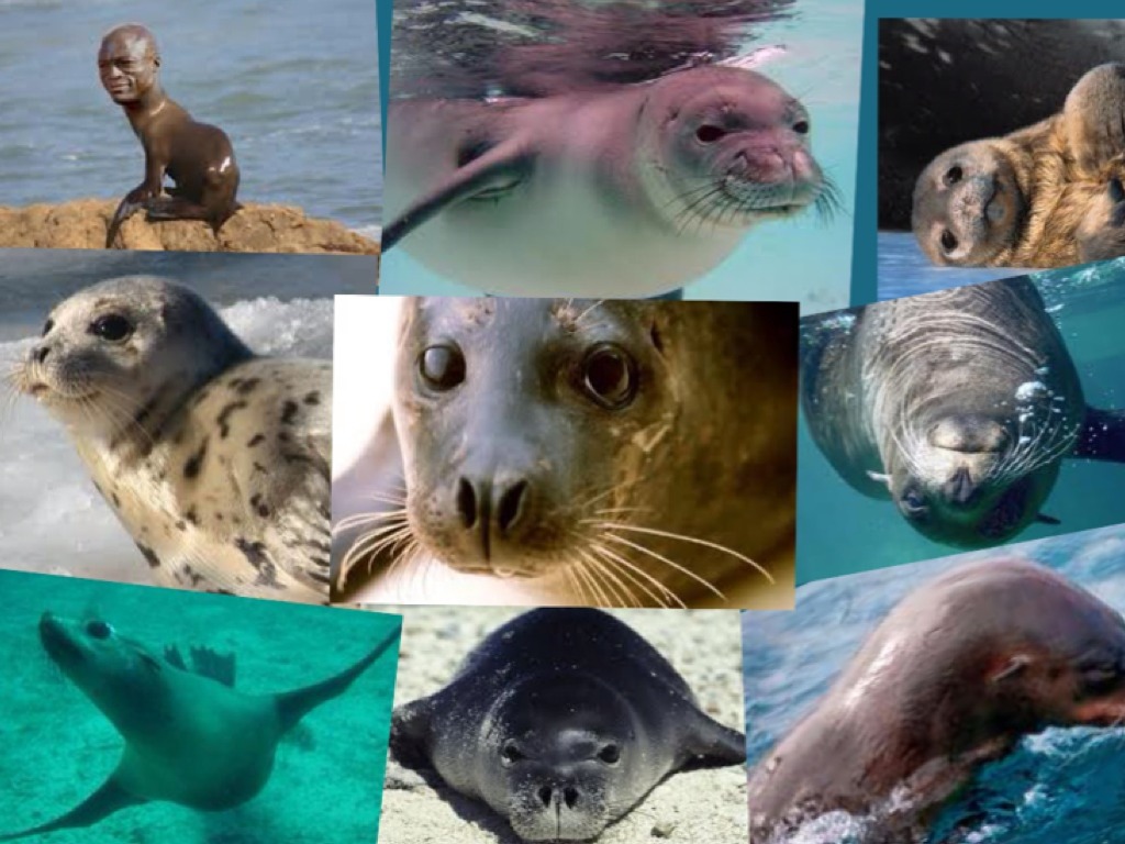 why-do-seals-have-whiskers-science-showme