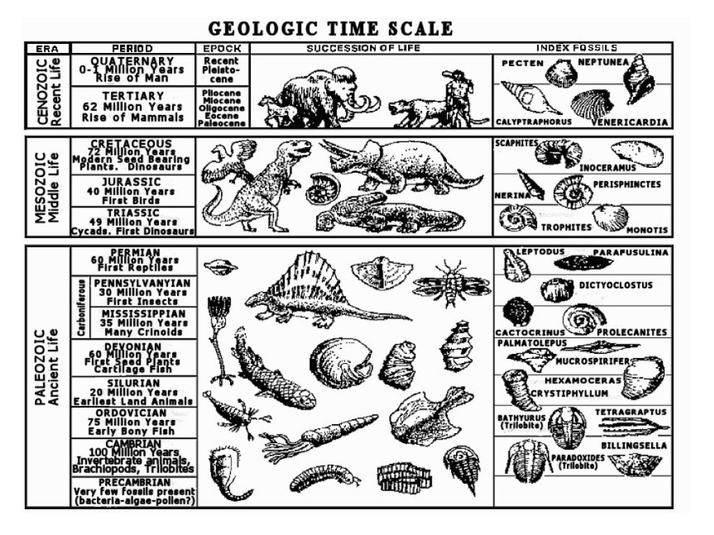 index fossil chart