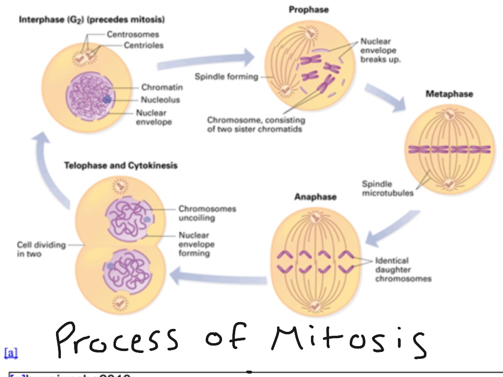 Интерфаза хромосомы. Митозис. Interphase Mitosis. Interphase in Mitosis. Mitotic phasestages.