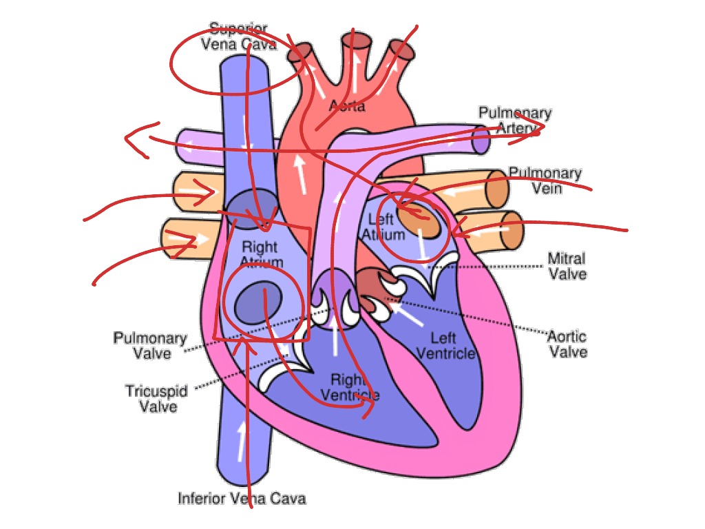 Blood supply to the heart unlabeled diagram. Circulatory Diagram Project Science Circulatory System Showme