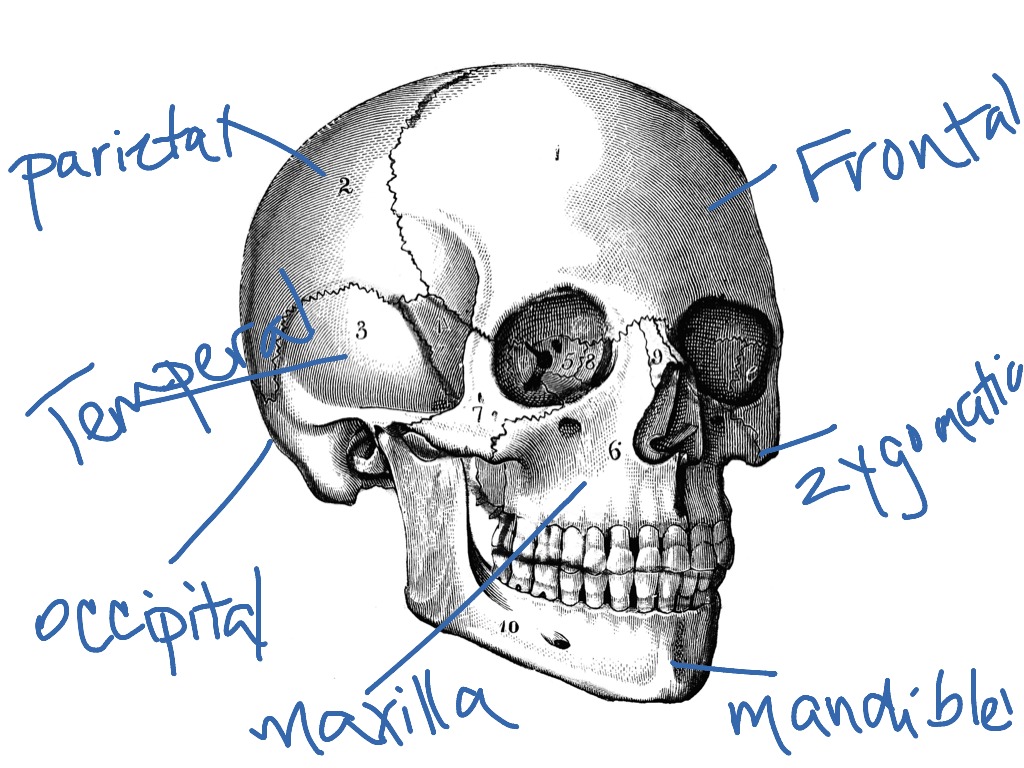 flat bones of the skull