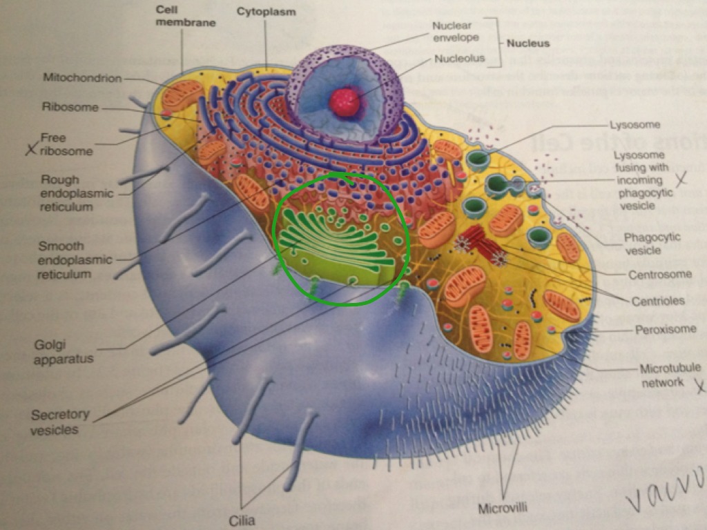 cell video3 | Science | ShowMe