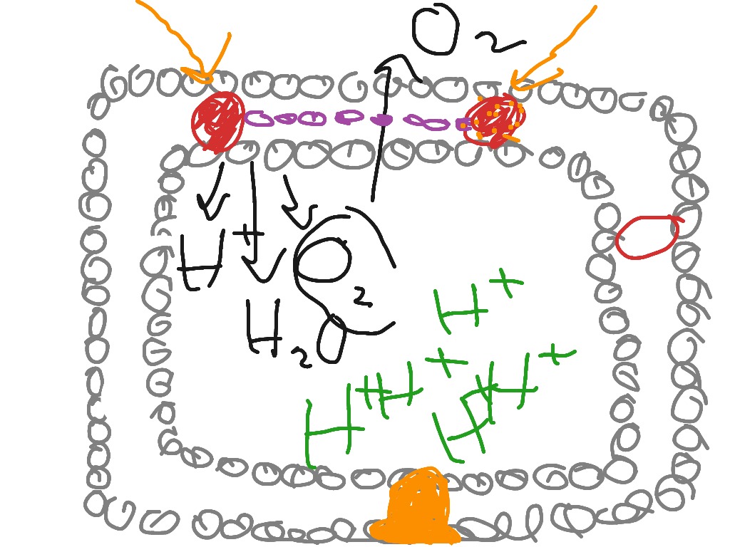 most-viewed-thumbnail