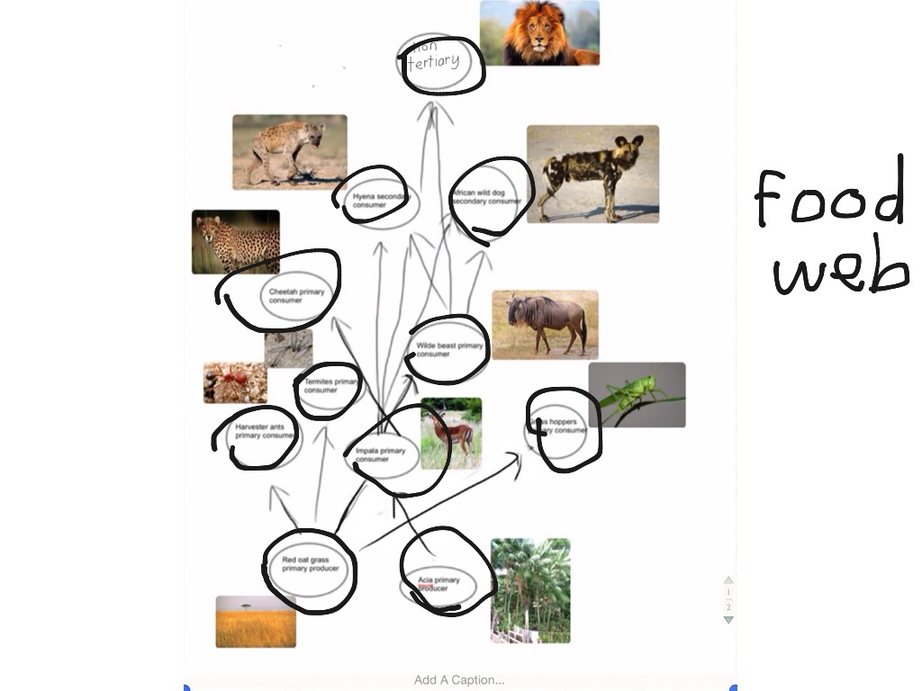 food web and food chain Science ShowMe