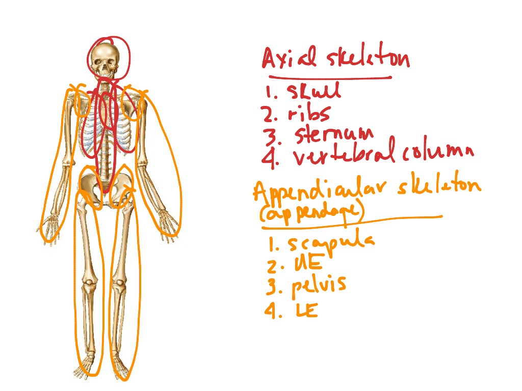 Axial vs appendicular skeleton | Science | ShowMe
