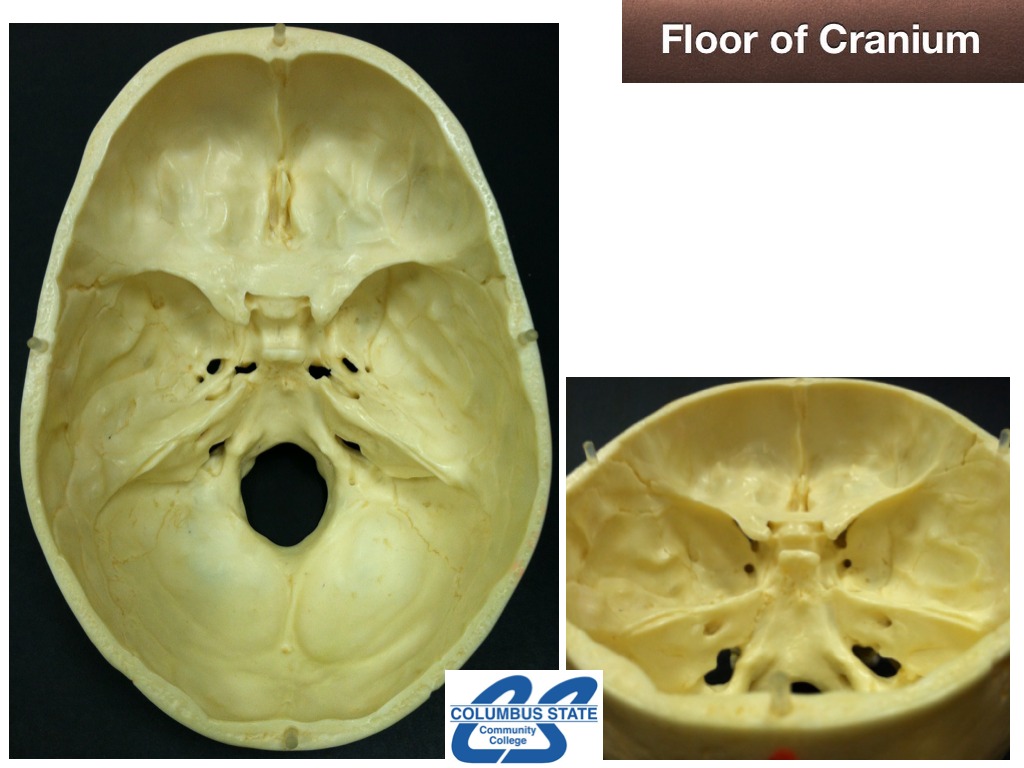 Structures & Foramina of Cranial Floor | Science, anatomy | ShowMe