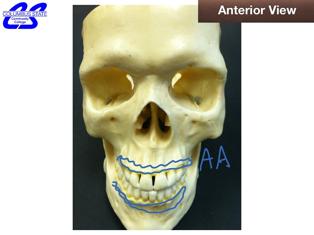 Anterior View of Skull | Science, anatomy | ShowMe