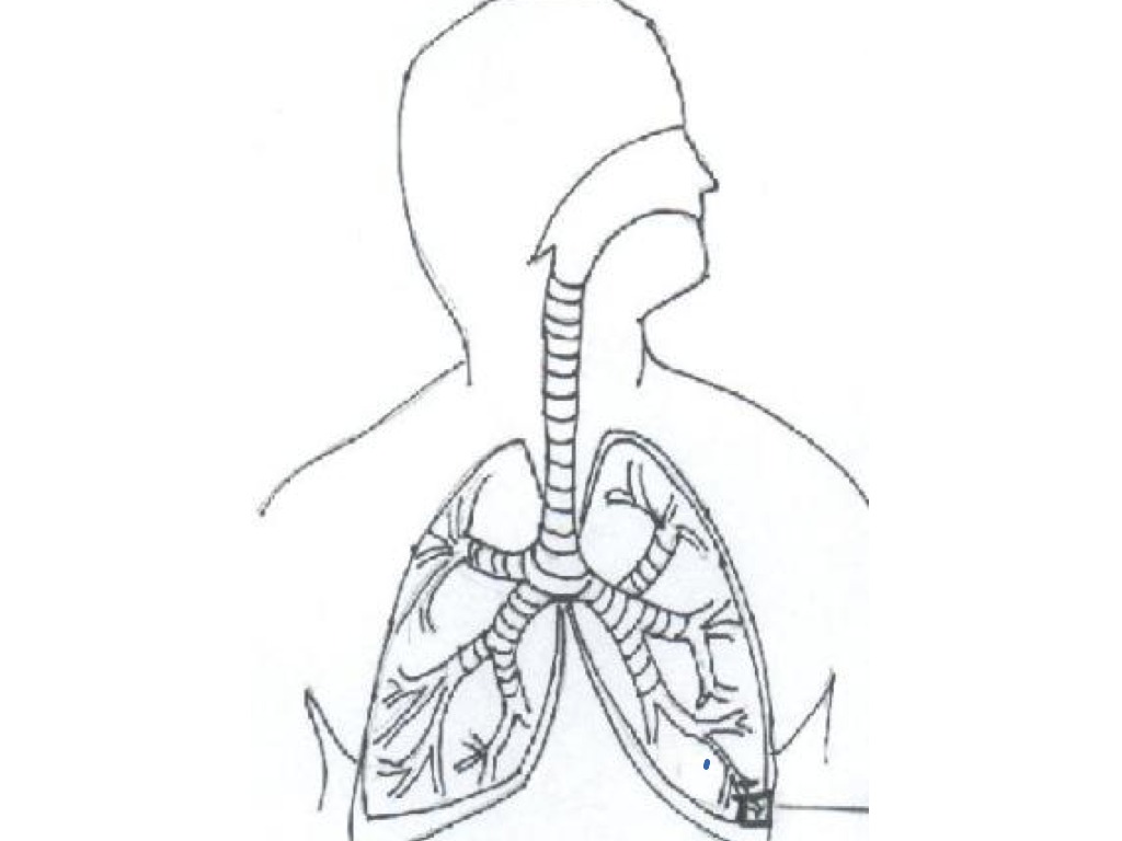 respiratory system coloring page