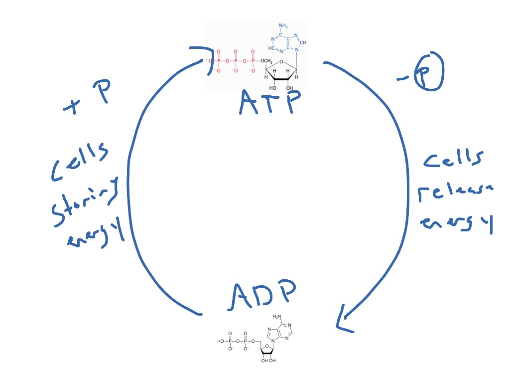 Adp Molecule Diagram Labeled / What is ATP Biology Wise It consists