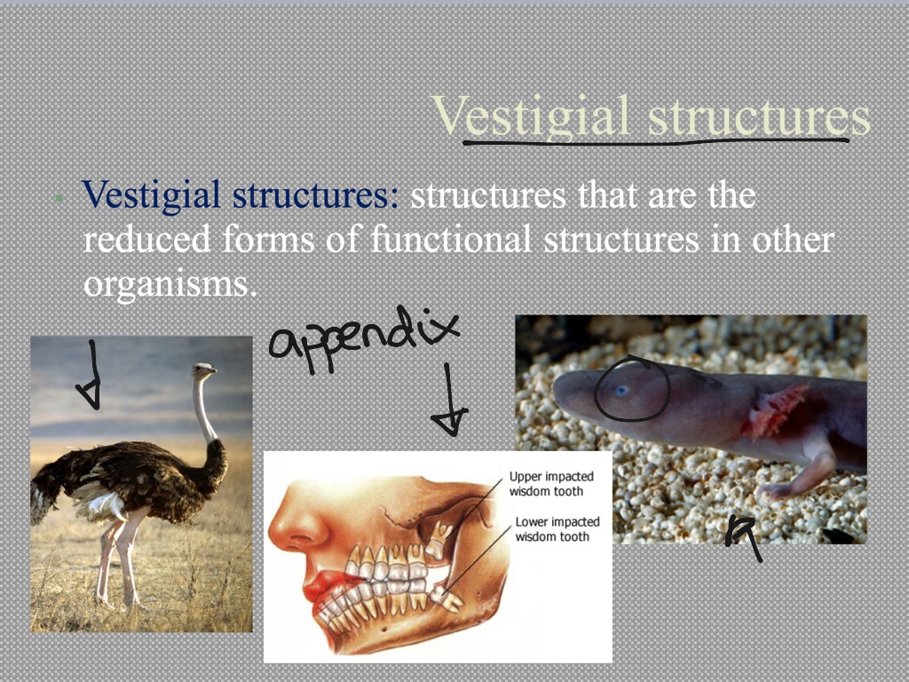 Comparative Anatomy | Science, Biology, Evolution | ShowMe