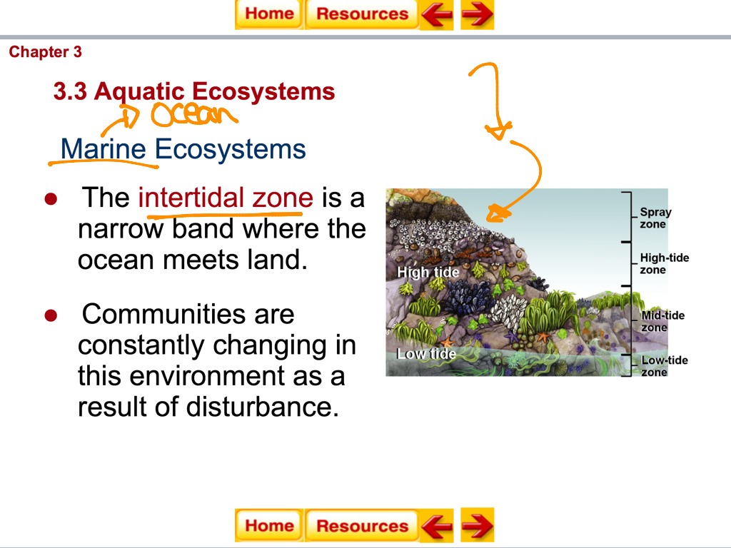 Transitional Aquatic Ecosystems | Science, Environment, Ecology | ShowMe