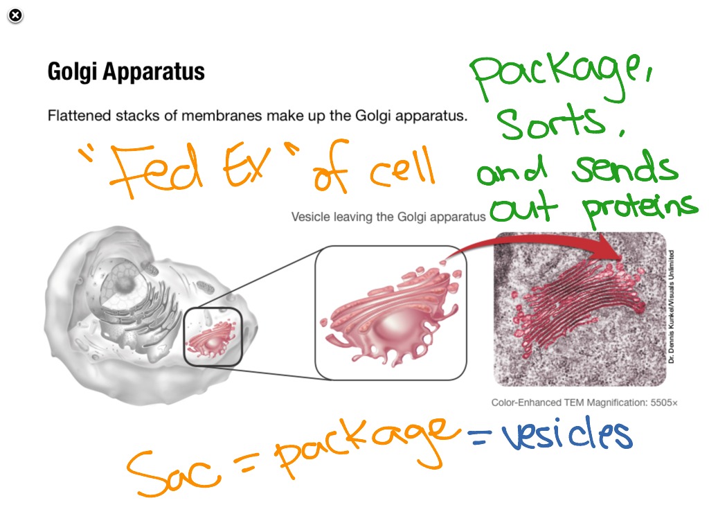 7.3 Organelles | Science; Biology | ShowMe