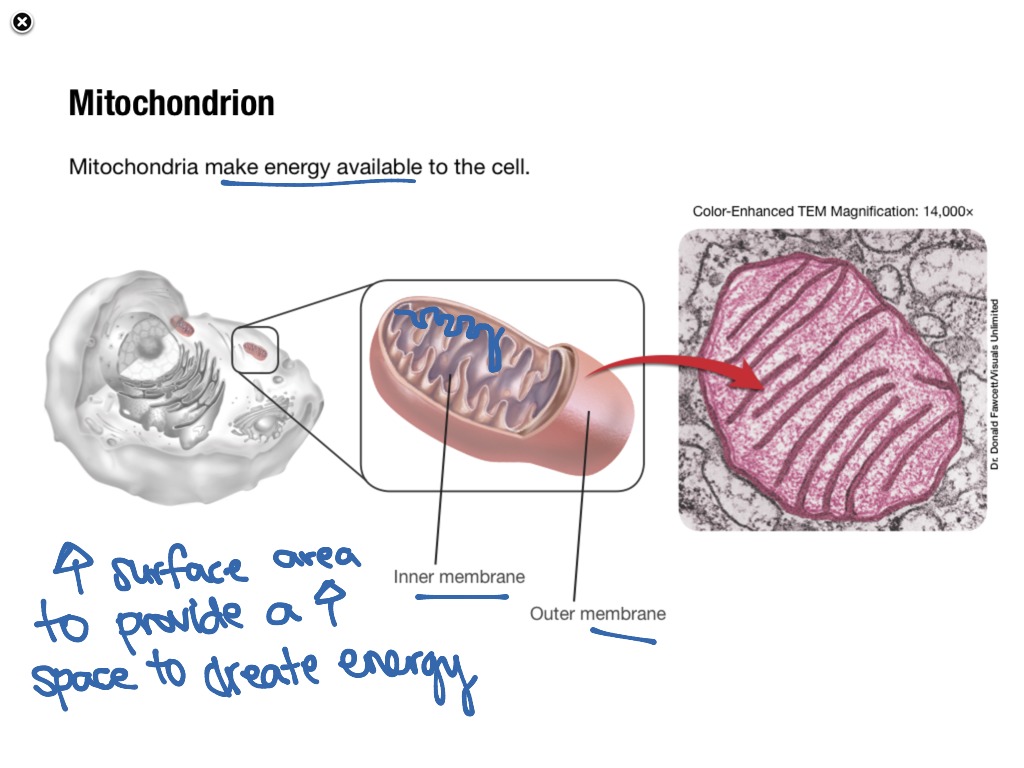 7.3 Organelles | Science; Biology | ShowMe