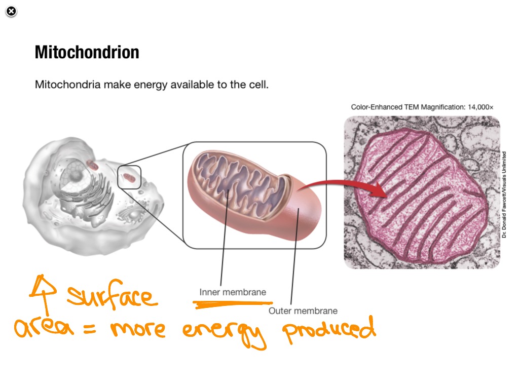 7.3 Organelles | Science; Biology | ShowMe