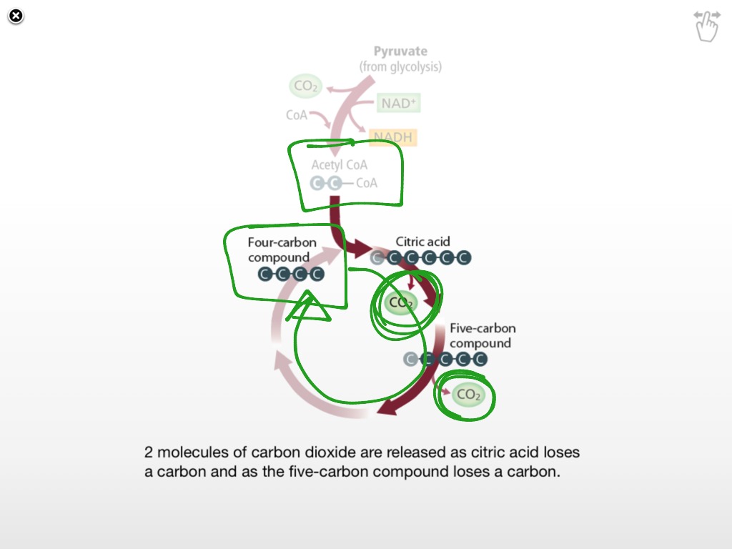 8.2 The Krebs Cycle Part I | Science, Biology | ShowMe