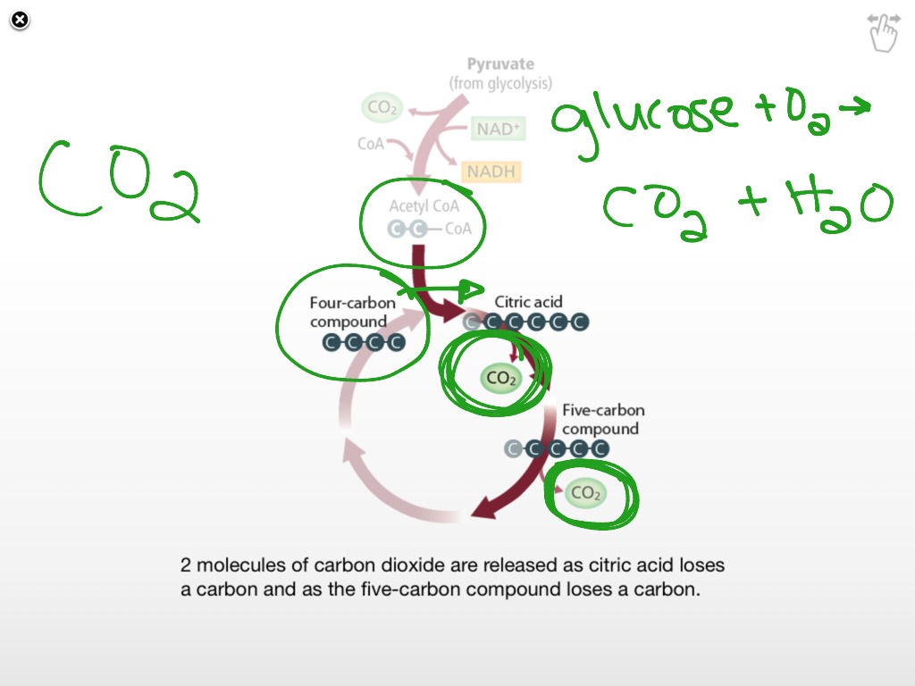 8.3 The Krebs Cycle | Science, Biology | ShowMe