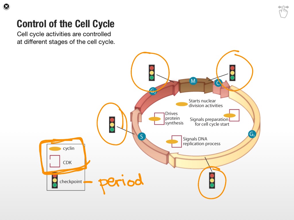 9.3 Cell Cycle Regulation | Science, Biology | ShowMe