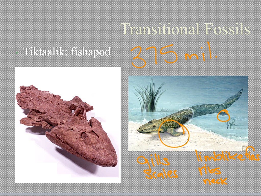 15 2 Transitional Fossils 2nd Science Biology Evolution ShowMe