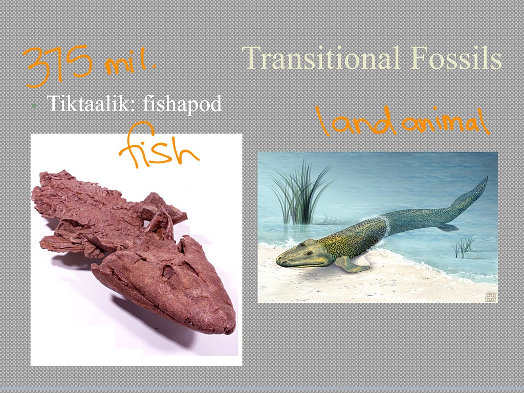 What Are Transition Fossils