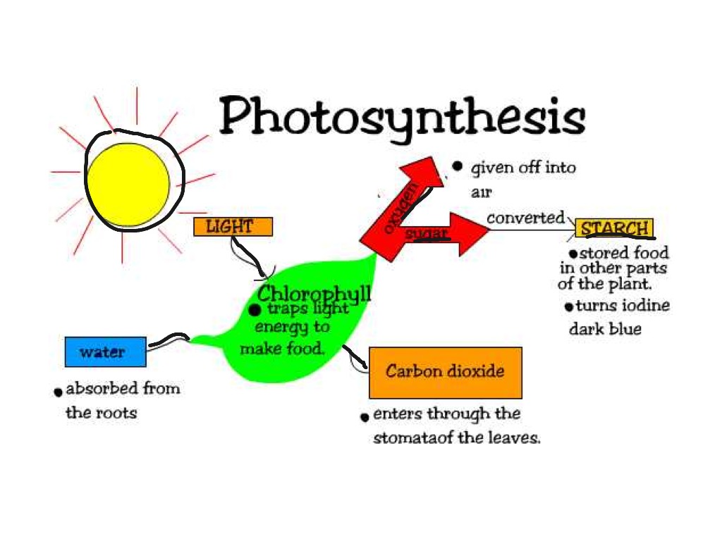 Process Of Photosynthesis In A Diagram Gallery - How To 