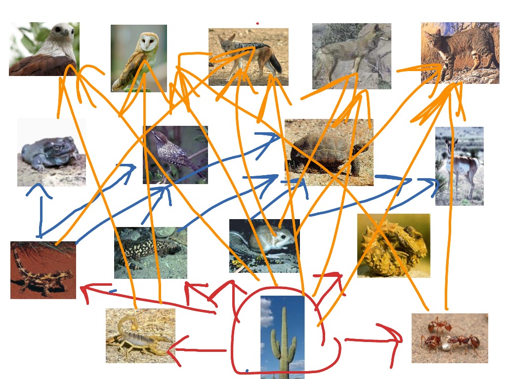 food-web-science-showme