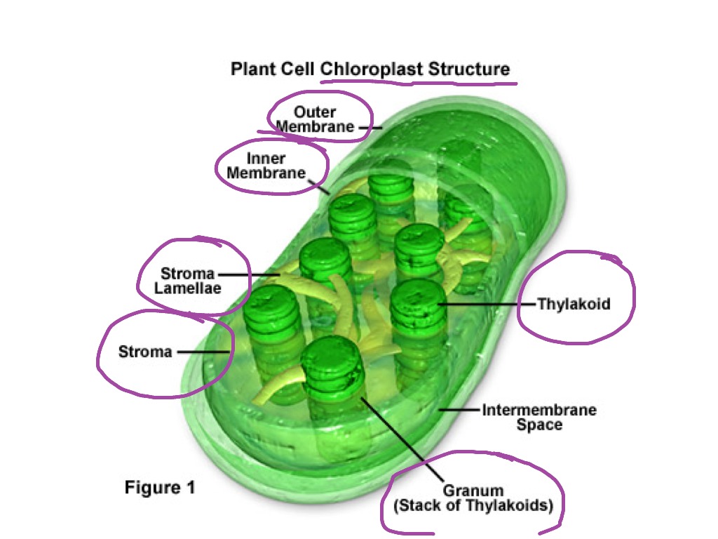 ShowMe chloroplast