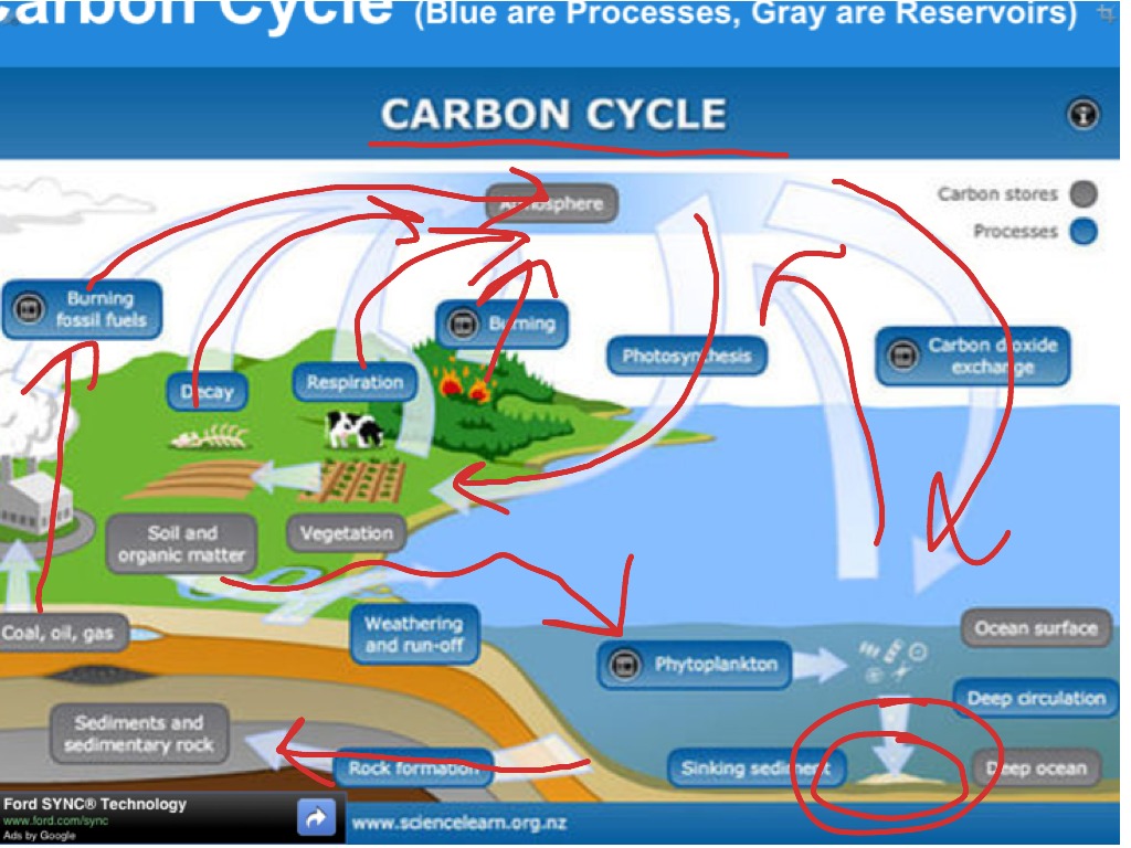 Carbon cycle | Science | ShowMe