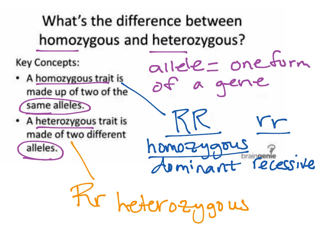 Homozygous vs. Heterozygous | Science, Biology, Genetics ...