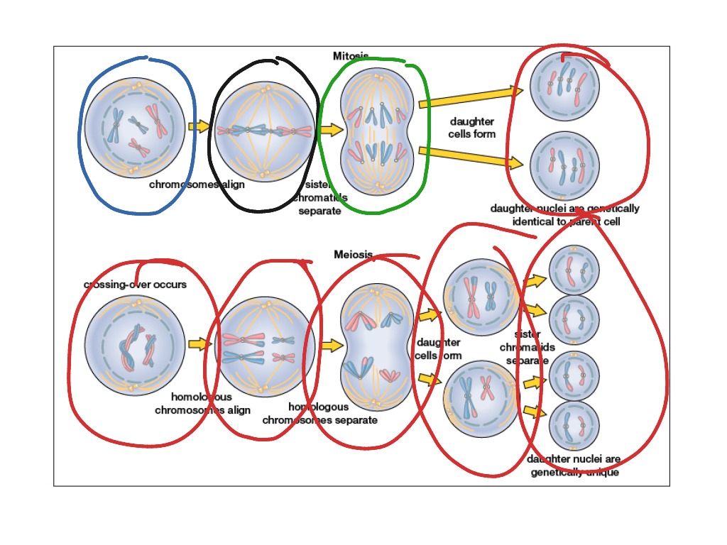 Mitosis | Science | ShowMe