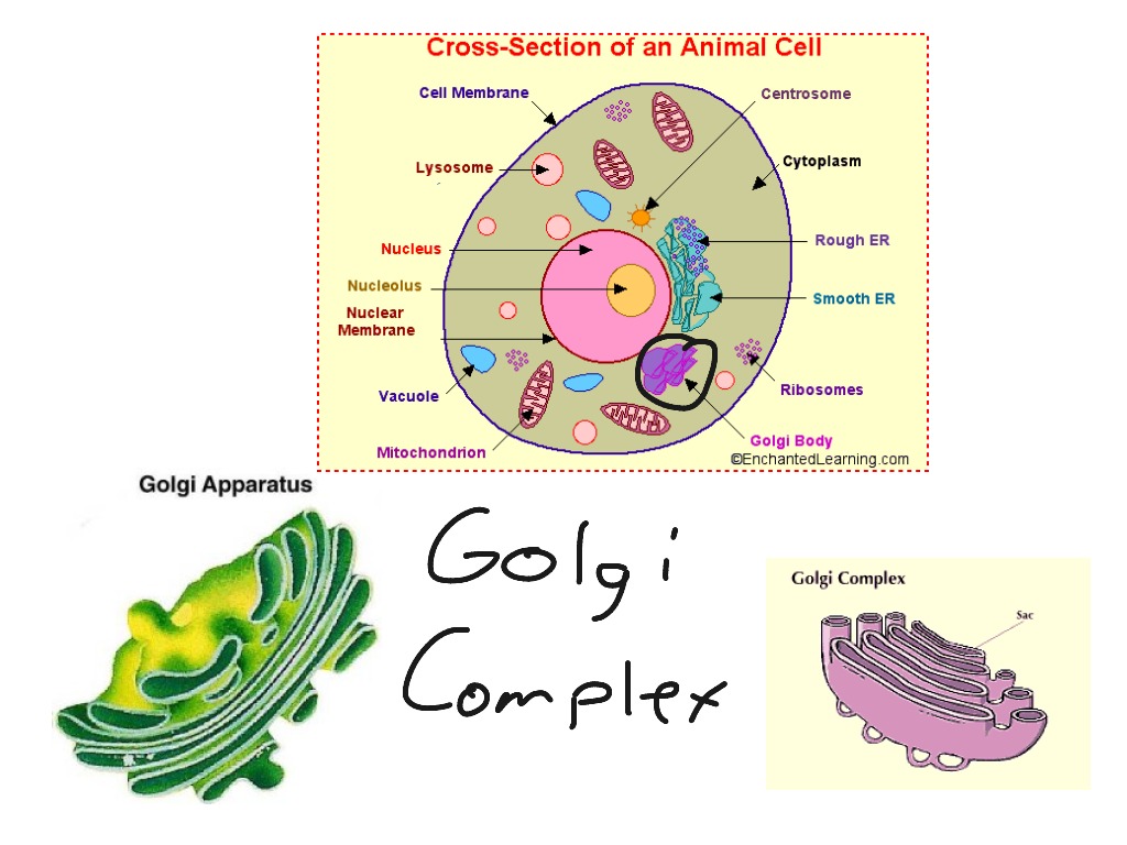 ShowMe - golgi