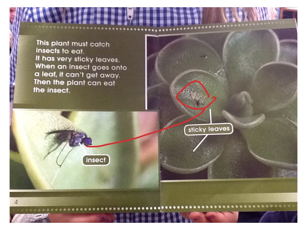 Ashley plants | Science | ShowMe