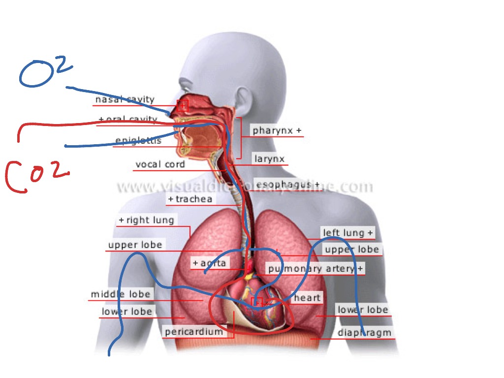 Respiratory Circulatory System Science ShowMe