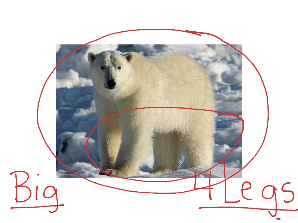 Polar bear adaptations Science ShowMe