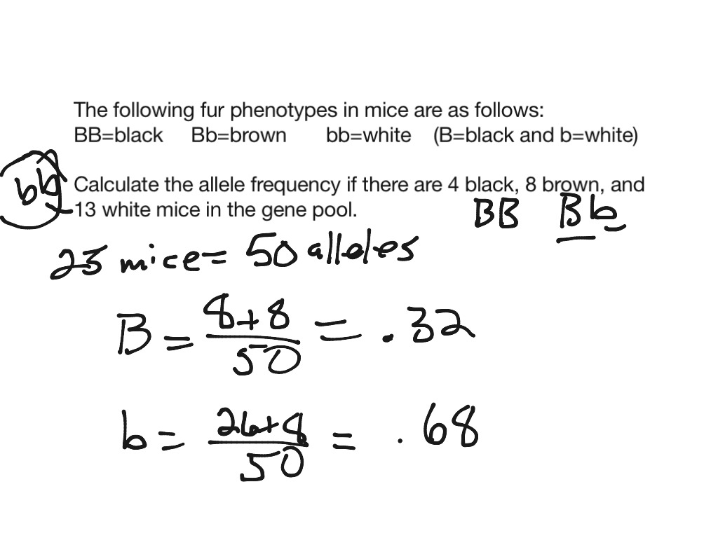 how to calculate allele frequency Science, Biology ShowMe