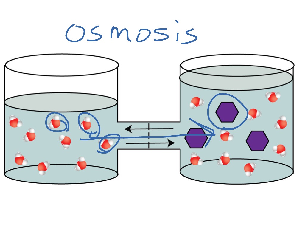 Osmosis Easy Drawing