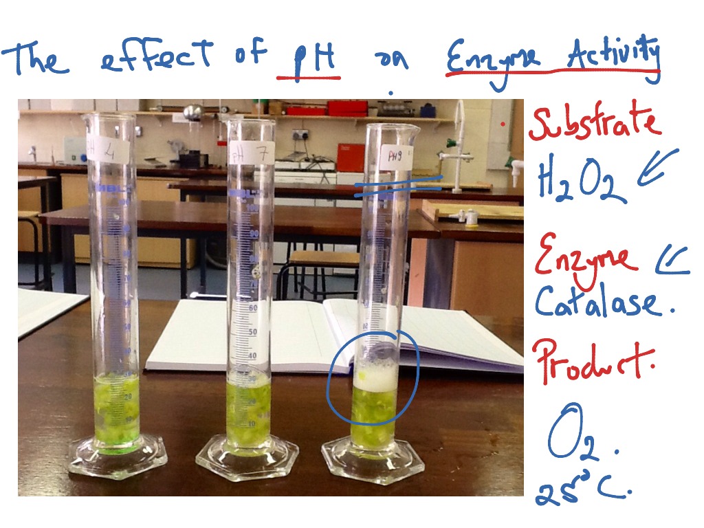 enzymes ph experiment