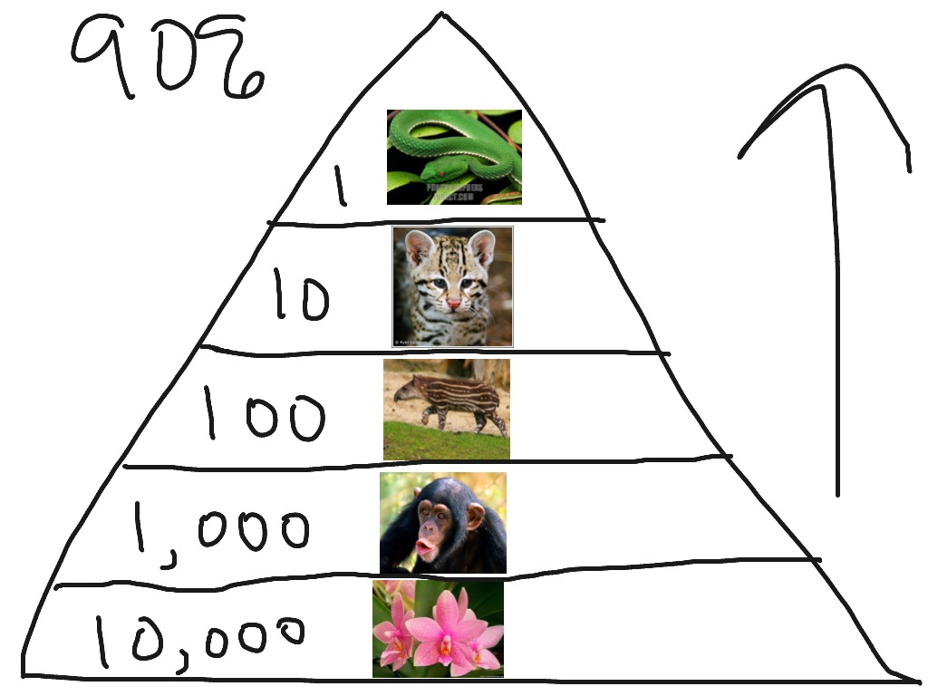 Eboneeporcha S Rainforest Food Pyramid Science Showme