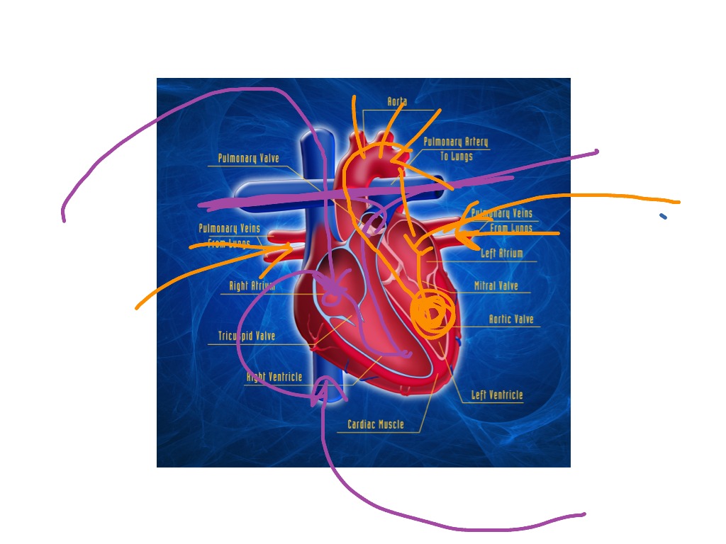 demo-of-heart-function-nursing-anatomy-showme