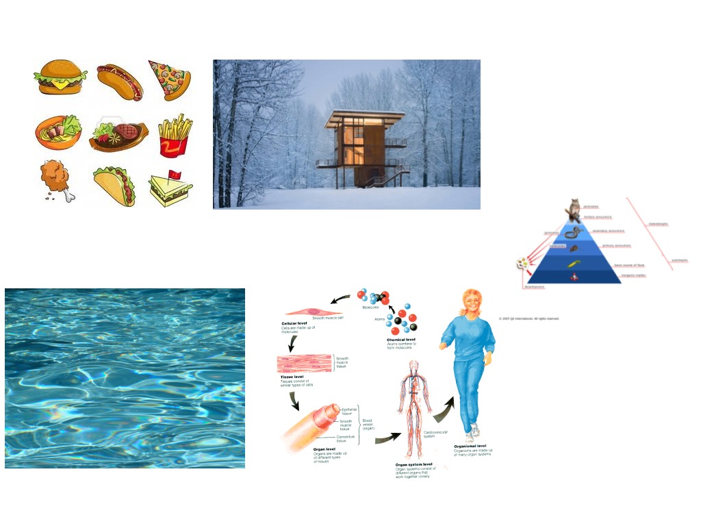 What do living things need to survive Science ShowMe