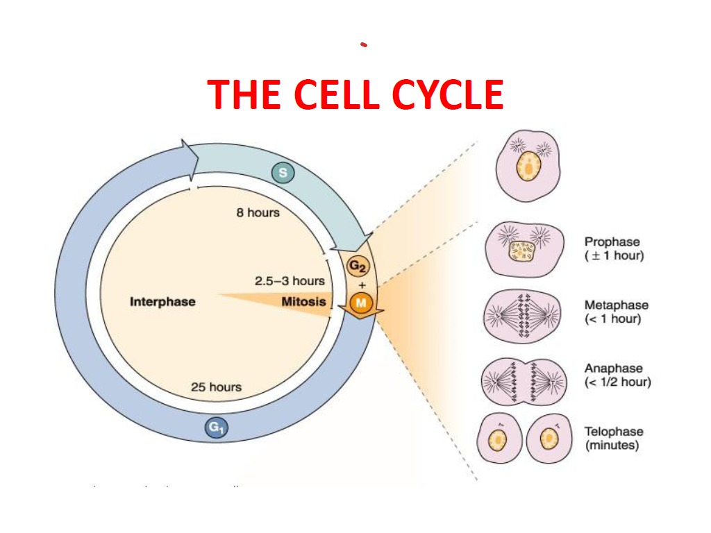 Клеточный цикл клетки. Cell Cycle. Клеточный цикл диаграмма. Mitosis Cellular Cycle. Cell Cycle Control.