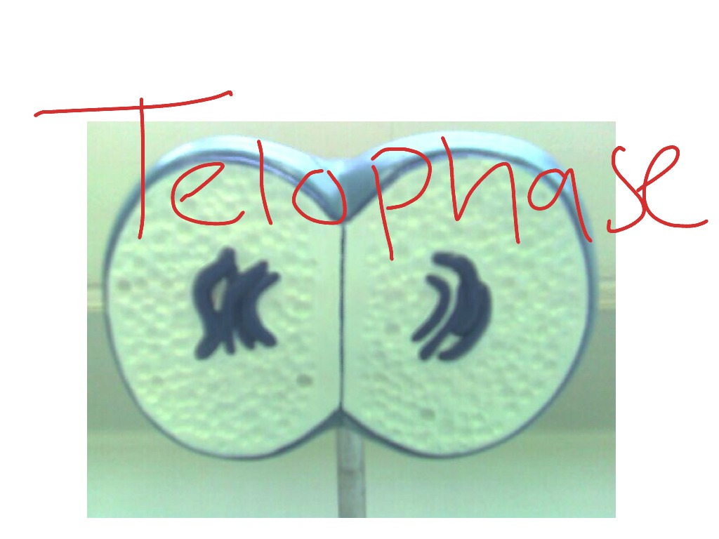 most-viewed-thumbnail