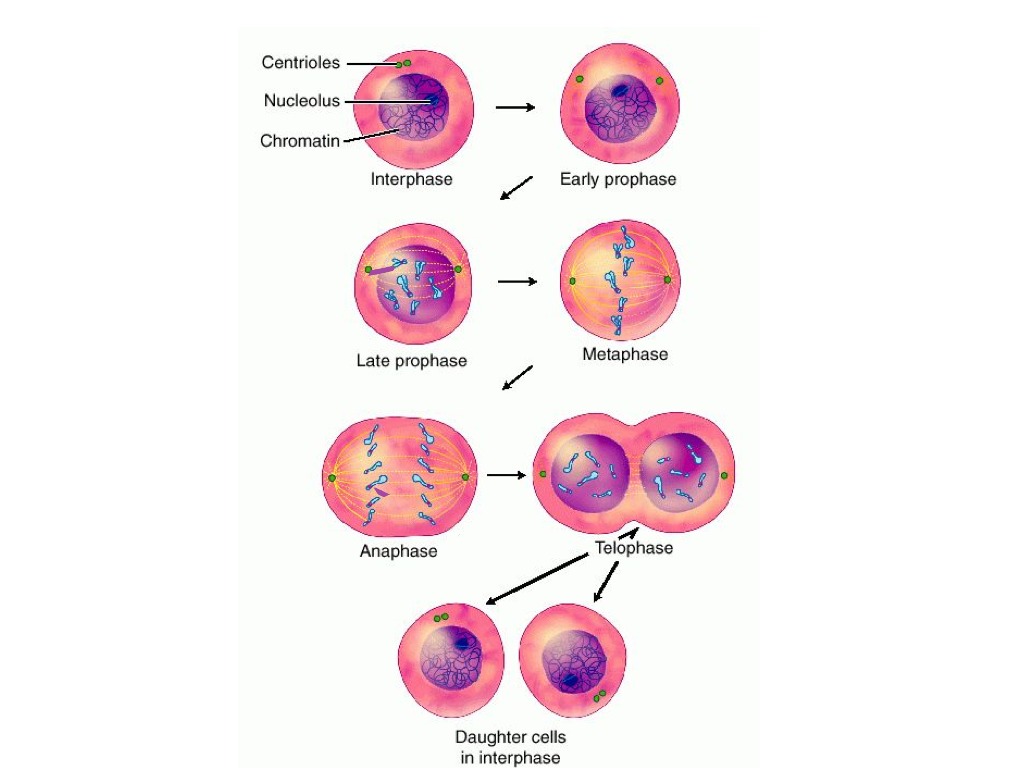 Митоз клеток крови. Деление клетки. Деление клетки митоз. Фазы митоза. Прямое деление клетки.