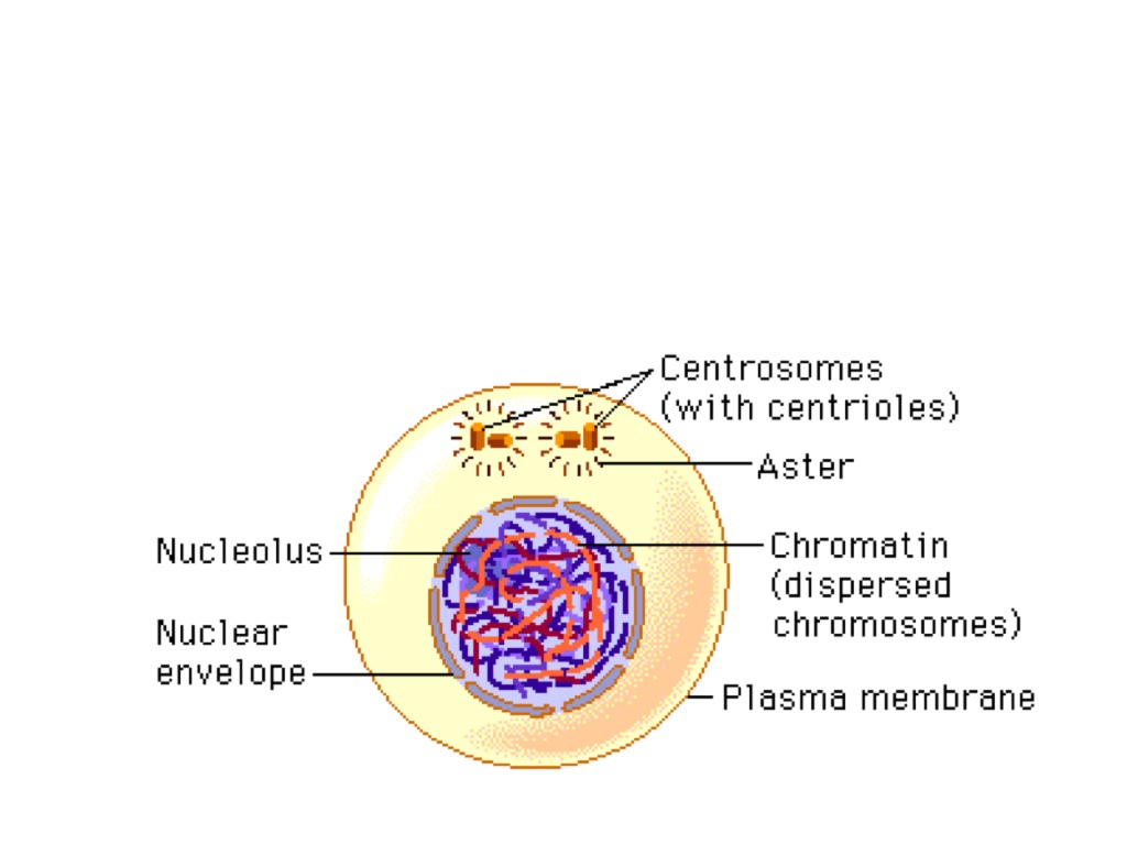 Griselda | Science | ShowMe