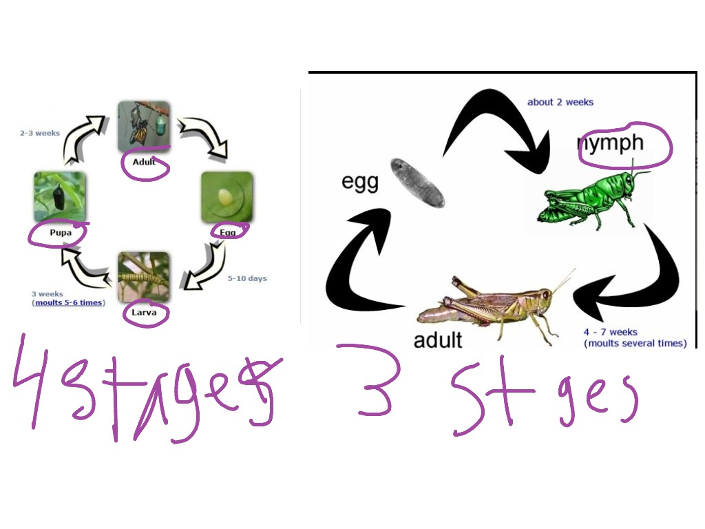 Difference between complete and incomplete metamorphosis | Science | ShowMe