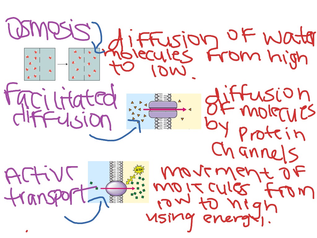 Diffusion Vs Osmosis Vs Facilitated Diffusion