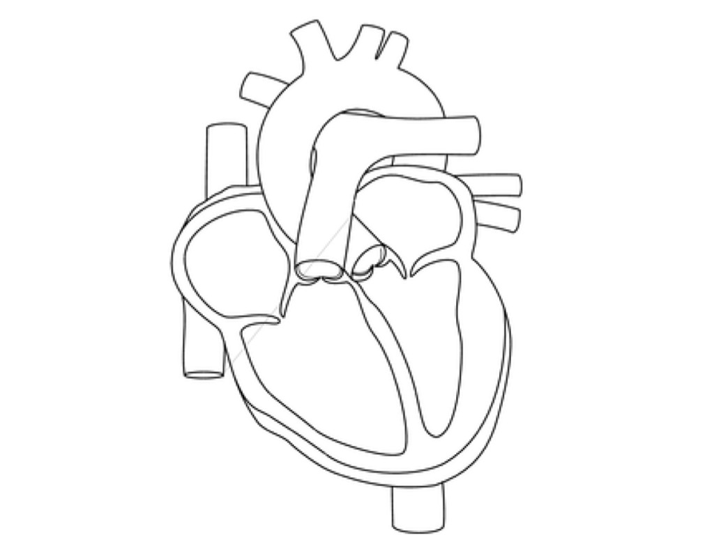 heart anatomy coloring page